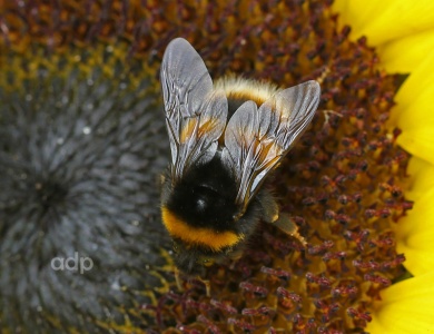 Bombus terrestris, Buff-tailed Bumblebee, Alan Prowse